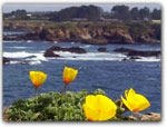 Click for more information on Discover Oceanfront Botanical Gardens.