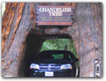 Click for more information on CHANDELIER ~ DRIVE THRU TREE.