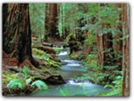 Click for more information on Montgomery Woods State Park.