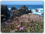 Click for more information on Pomo Bluffs in Fort Bragg.