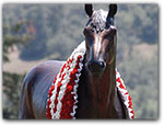 Click for more information on SEABISCUIT ~ Slept Here!.