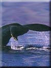 Click for more information on Whale Watching.