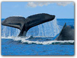 WHALE WATCHING ON ACHARTER BOAT